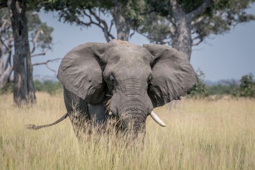 Big Elephant bull standing in the high grass in the Chobe National Park, Botswana.