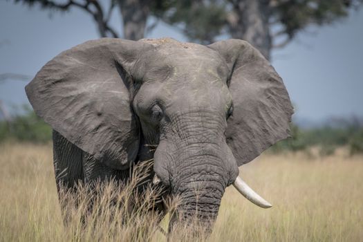 Big Elephant bull standing in the high grass in the Chobe National Park, Botswana.