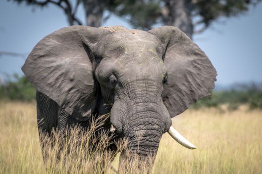 Big Elephant bull standing in the high grass in the Chobe National Park, Botswana.