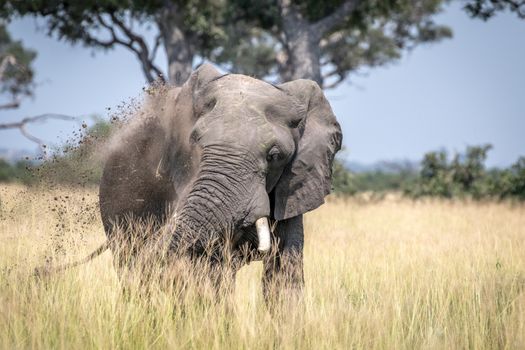 Big Elephant bull taking a dust bath in the Chobe National Park, Botswana.