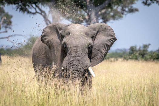 Big Elephant bull taking a dust bath in the Chobe National Park, Botswana.