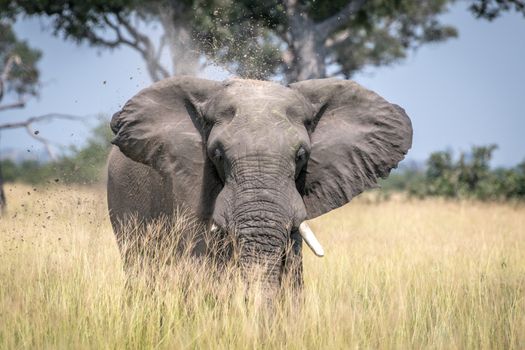 Big Elephant bull taking a dust bath in the Chobe National Park, Botswana.