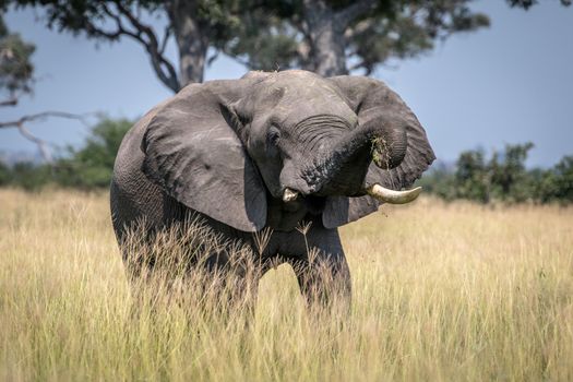 Big Elephant bull taking a dust bath in the Chobe National Park, Botswana.