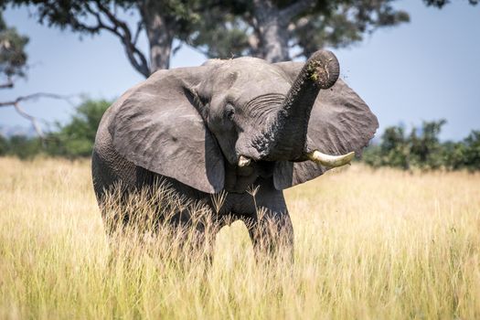 Big Elephant bull taking a dust bath in the Chobe National Park, Botswana.