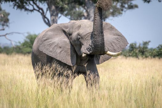 Big Elephant bull taking a dust bath in the Chobe National Park, Botswana.