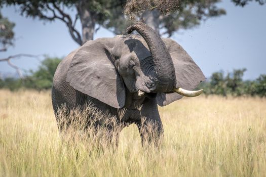 Big Elephant bull taking a dust bath in the Chobe National Park, Botswana.