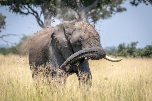 Big Elephant bull taking a dust bath in the Chobe National Park, Botswana.