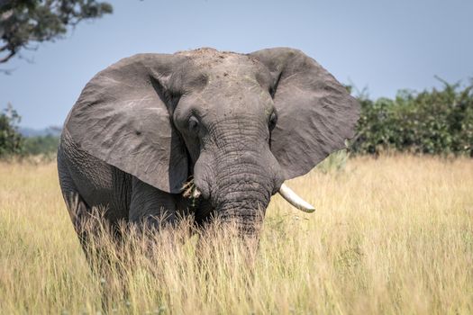 Big Elephant bull standing in the high grass in the Chobe National Park, Botswana.