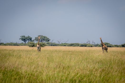 Two Giraffes standing in the grass in the Chobe National Park, Botswana.