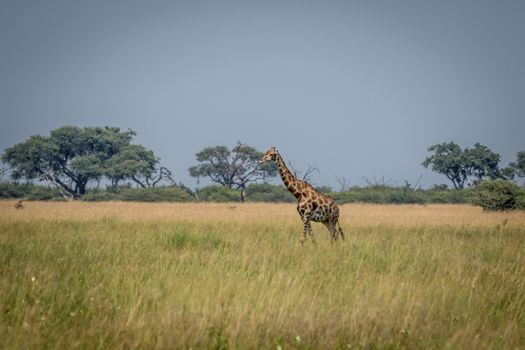 Giraffe standing in the grass in the Chobe National Park, Botswana.