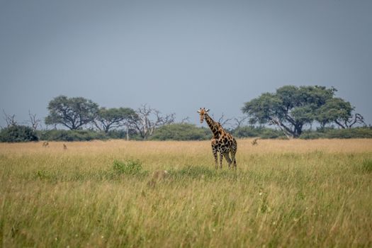 Giraffe standing in the grass in the Chobe National Park, Botswana.