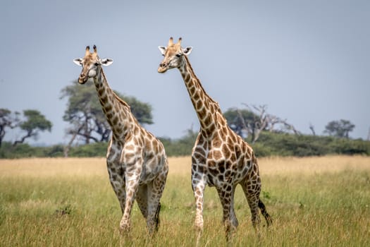 Two Giraffes walking in the grass in the Chobe National Park, Botswana.