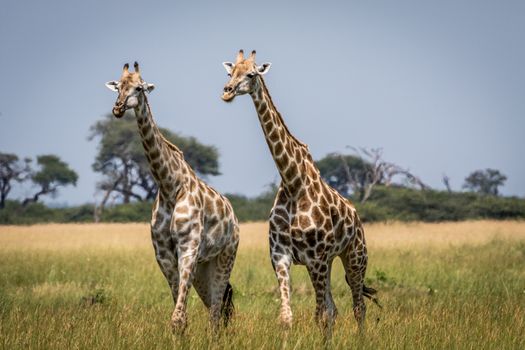 Two Giraffes walking in the grass in the Chobe National Park, Botswana.