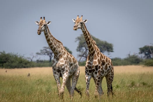 Two Giraffes walking in the grass in the Chobe National Park, Botswana.