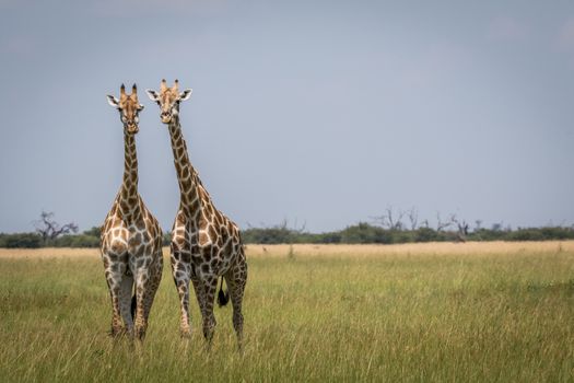 Two Giraffes starring at the camera in the Chobe National Park, Botswana.