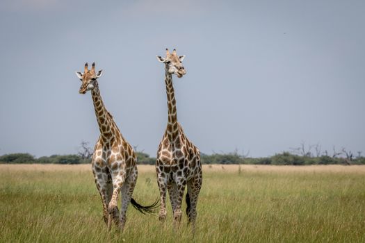 Two Giraffes starring at the camera in the Chobe National Park, Botswana.