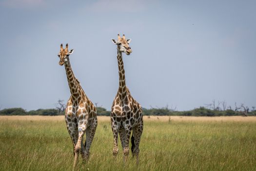 Two Giraffes starring at the camera in the Chobe National Park, Botswana.