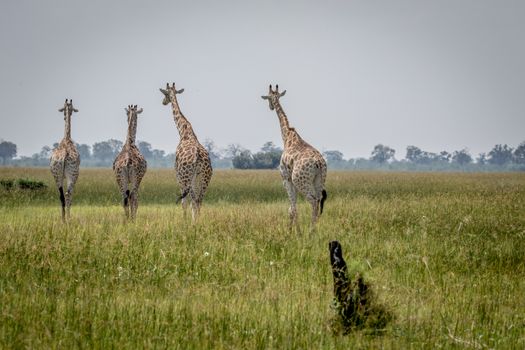 Journey of Giraffes walking away in the Chobe National Park, Botswana.