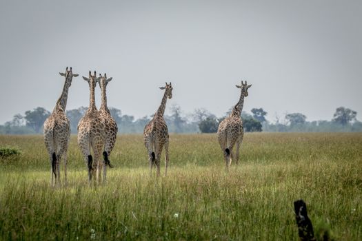 Journey of Giraffes walking away in the Chobe National Park, Botswana.