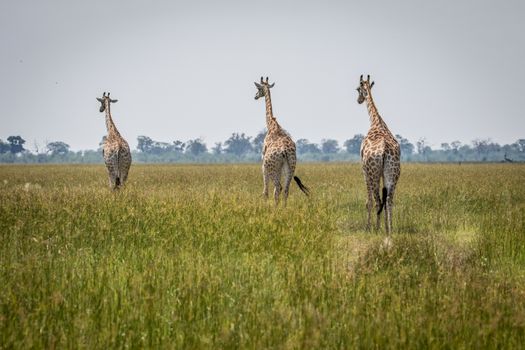 Journey of Giraffes walking away in the Chobe National Park, Botswana.