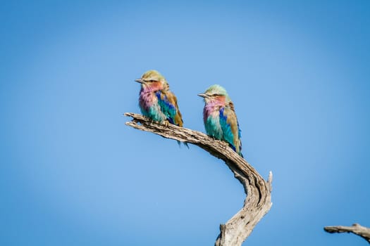 Two Lilac-breasted rollers sitting on a branch in the Chobe National Park, Botswana.