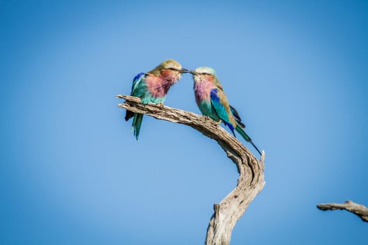 Two Lilac-breasted rollers sitting on a branch in the Chobe National Park, Botswana.