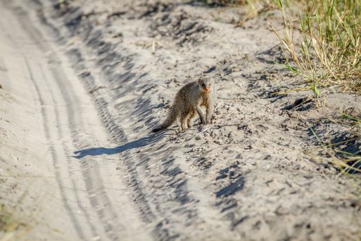 Slender mongoose standing in the sand in the Chobe National Park, Botswana.