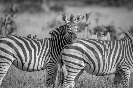 Zebra starring at the camera in black and white in the Chobe National Park, Botswana.