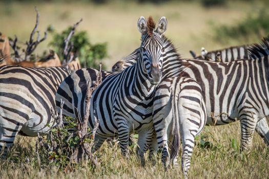 Zebra starring at the camera in the Chobe National Park, Botswana.