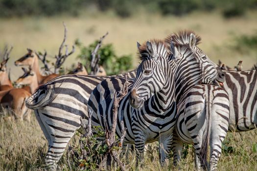 Zebras bonding in the Chobe National Park, Botswana.