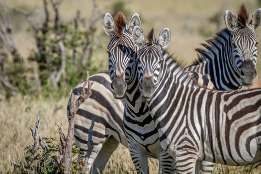 Two Zebras starring at the camera in the Chobe National Park, Botswana.