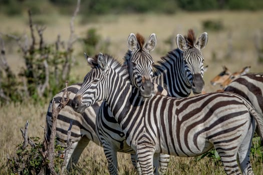 Two Zebras starring at the camera in the Chobe National Park, Botswana.