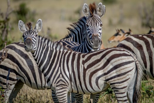 Two Zebras starring at the camera in the Chobe National Park, Botswana.