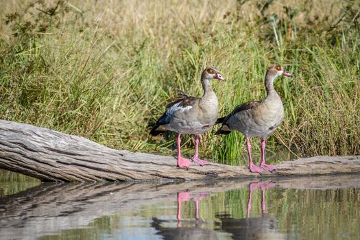 Two Egyptian geese standing on a piece of wood next to the water in the Chobe National Park, Botswana.