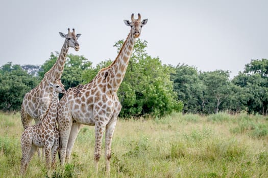 Two Giraffes starring at the camera in the Chobe National Park, Botswana.