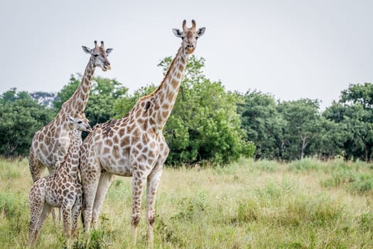 Two Giraffes starring at the camera in the Chobe National Park, Botswana.