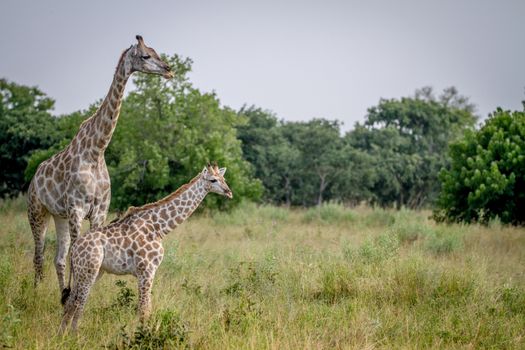 Giraffe young standing with his mother in the Chobe National Park, Botswana.