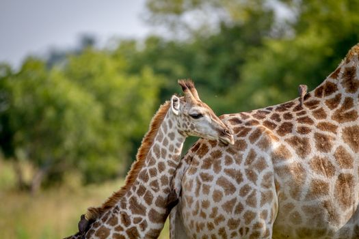 Giraffe young standing with his mother in the Chobe National Park, Botswana.