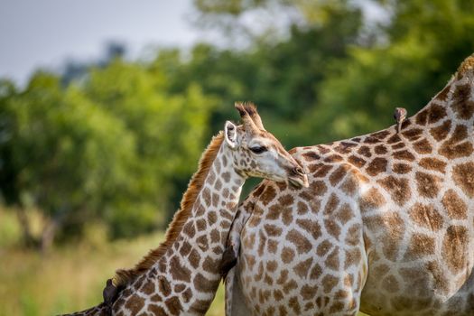 Giraffe young standing with his mother in the Chobe National Park, Botswana.