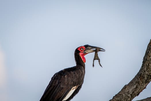 Southern ground hornbill with a frog kill in the Chobe National Park, Botswana.