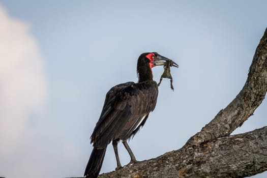 Southern ground hornbill with a frog kill in the Chobe National Park, Botswana.