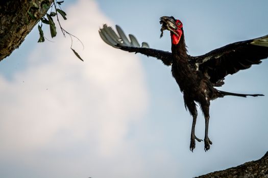 Southern ground hornbill flying away with a frog kill in the Chobe National Park, Botswana.