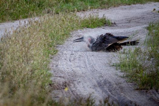 Southern ground hornbill taking a dust bath in the Chobe National Park, Botswana.