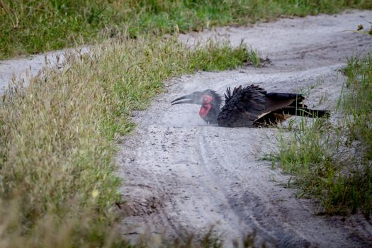 Southern ground hornbill taking a dust bath in the Chobe National Park, Botswana.