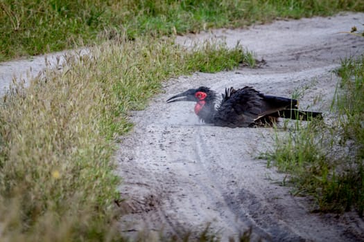 Southern ground hornbill taking a dust bath in the Chobe National Park, Botswana.