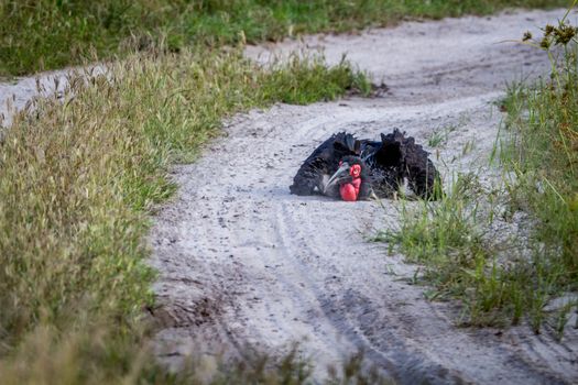 Southern ground hornbill taking a dust bath in the Chobe National Park, Botswana.