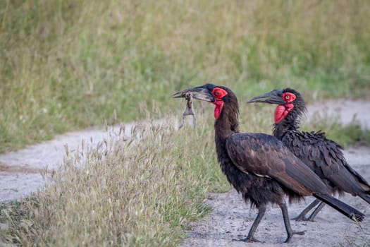 Southern ground hornbill with a frog kill in the Chobe National Park, Botswana.