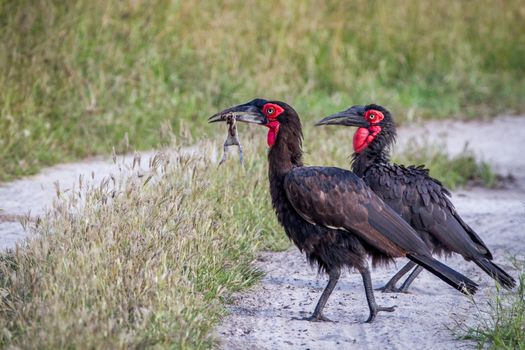 Southern ground hornbill with a frog kill in the Chobe National Park, Botswana.