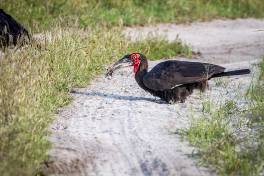 Southern ground hornbill with a frog kill in the Chobe National Park, Botswana.