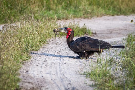 Southern ground hornbill with a frog kill in the Chobe National Park, Botswana.